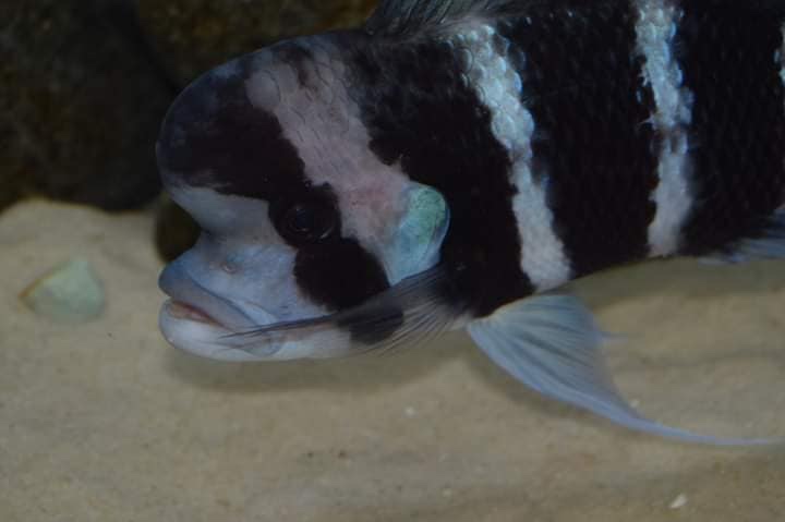 Cyphotilapia frontosa 'Burundi'